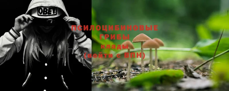 закладки  Гаджиево  Псилоцибиновые грибы Psilocybe 