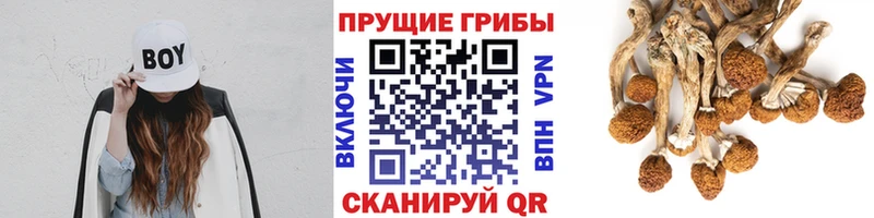 Псилоцибиновые грибы GOLDEN TEACHER  блэк спрут зеркало  Гаджиево 
